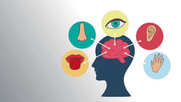 Illustration of a head with the brain outlined inside it and circles with representations of the five sense pointing to it